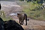 Bandhavgarh National Park